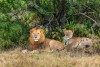 Ol Pejeta