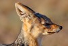 Ol Pejeta Conservancy