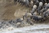 Great Wildebeest Migration in Masai Mara