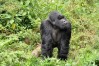 Gorilla trekking in Rwanda require early bookings