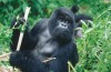 Gorilla trekking Rwanda