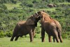 Two Elephants fighting in the Addo Elephant National Park