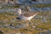 Wood Sandpiper Tringa glareola in Semuliki Valley