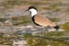 Spur-winged Lapwing Vanellus spinosus in Semuliki Valley