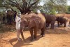 Nairobi Elephant Orphanage