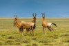 Small heard of red hartebeest in Mountain Zebra National Park