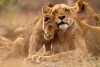 Kruger National Park