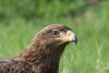 Ol Pejeta Conservancy