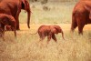 Tsavo East National Park