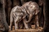Young African elephants under protection of the adults in the herd at a waterhole
