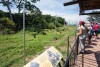 Ngamba Island Chimpanzee Sanctuary