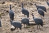 Guinea fowls in Ruaha National Park, Tanzania