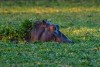 Hippopotamus grazing on water plants in lake in Mana Pools National Park, Zimbabwe