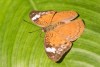 Tropical butterfly Bebearia brunhilda in Semuliki National Park, Uganda