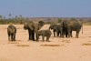Elephants in Ruaha National Park, Tanzania