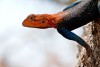 Red-Headed Rock Agama Lizard, Ruaha National Park