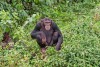 Ngamba Island Chimpanzee Sanctuary