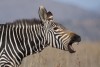 Mountain zebra, Mountain Zebra National Park