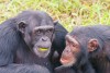 Ngamba Island Chimpanzee Sanctuary