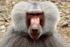 A baboon look curious at the camera in Awash National Park
