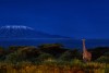 Amboseli National Park
