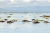 Lake Naivasha