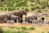 Addo Elephant National Park
