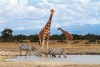 Ol Pejeta Conservancy
