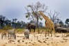 Zebra, giraffe and elephant at a vibrant waterhole in Hwange NP, Zimbabwe