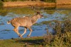 Mature Kudu bull running with a waterhole at Addo Elephant National Park