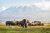 Amboseli National Park