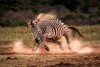A plains Zebra in Addo Elephant National Park
