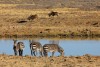 Cape mountain zebras drinking at a waterhole, Mountain Zebra National Park