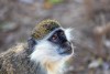 Vervet monkey in Awash National Park