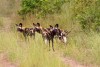 Part of the Jongomera pack of Wild Dog, Ruaha National Park