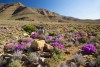 Flowering desert plants in a typical Karoo desert mountain landscape