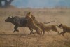 Buffalo caught. Mana Pools National Park