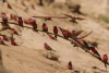 Southern Carmine Bee-eaters perched on a branch. Mana Pools National Park