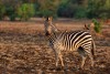 Zebra in the forest of Mana Pools NP the dry season in Zimbabwe