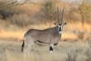 Oryx in Awash National Park