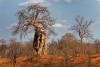 Landscape of the National Park Mana Pools. Baobab tree in the savannah
