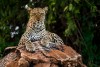 African leopard observing a surroundings in Samburu National Reserve