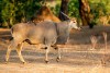 Common eland bull with red-billed oxpecker in Mana Pools NP in Zimbabwe