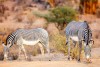 Samburu National Reserve