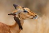 Impala female with red billed oxpecker on her head