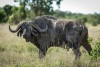 Ol Pejeta