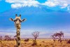 Amboseli National Park
