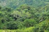Lowland tropical rainforest in Semuliki National Park
