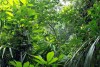 Dense vegetation in tropical rainforest; Semuliki National Park