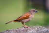 Northern grey-headed sparrow, Mgahinga National Park
